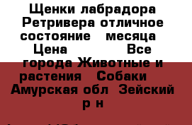 Щенки лабрадора Ретривера отличное состояние 2 месяца › Цена ­ 30 000 - Все города Животные и растения » Собаки   . Амурская обл.,Зейский р-н